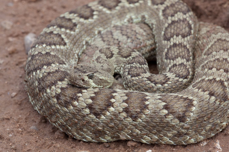 Mojave Rattlesnake7.jpg [260 Kb]